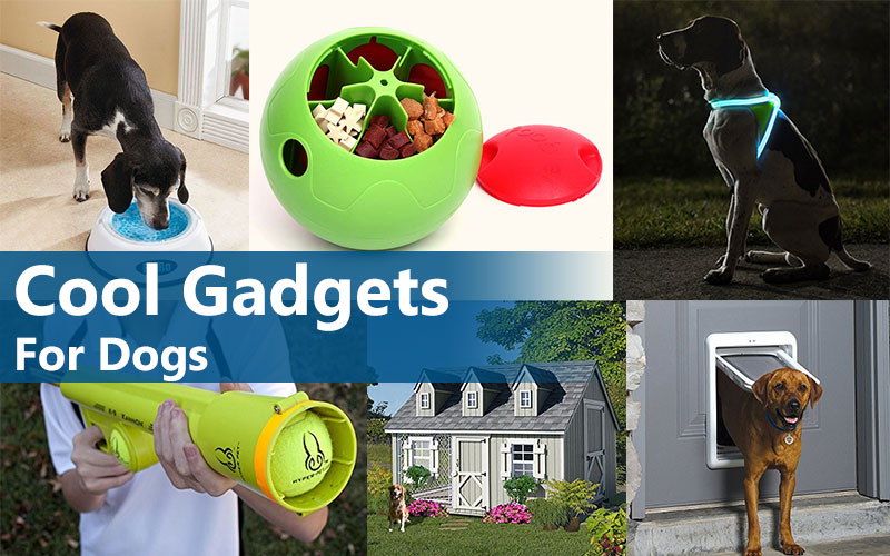 Cool Gadgets for your dog TIMESHOOD